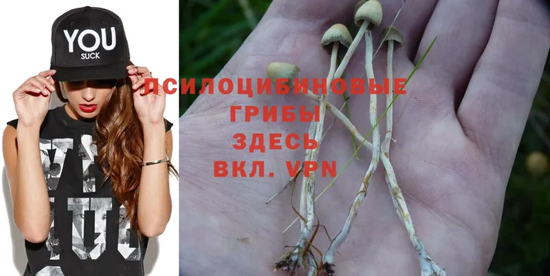 Псилоцибиновые грибы Magic Shrooms  купить закладку  MEGA ССЫЛКА  Анжеро-Судженск 